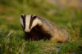 Flawed Badger Cull Expands Across England | Herts And Middlesex ...